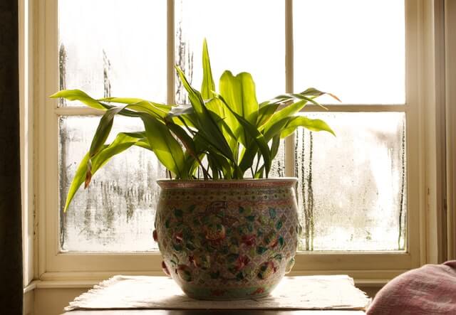 A potted plant sits in front of a window. There is excessive condensation apparent on the window glass.
