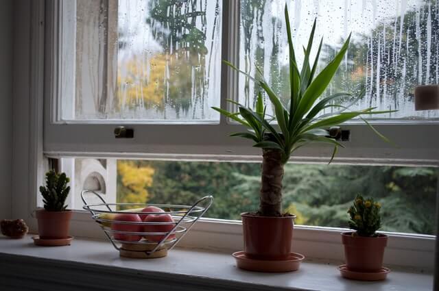 A series of potted plants are in front of an open window in the early hours of the morning. Condensation on the window appears to have finger marks drawing shapes.